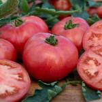 Potagères - Tomate Honey Moon F1 - Graines d'Exception - face recto